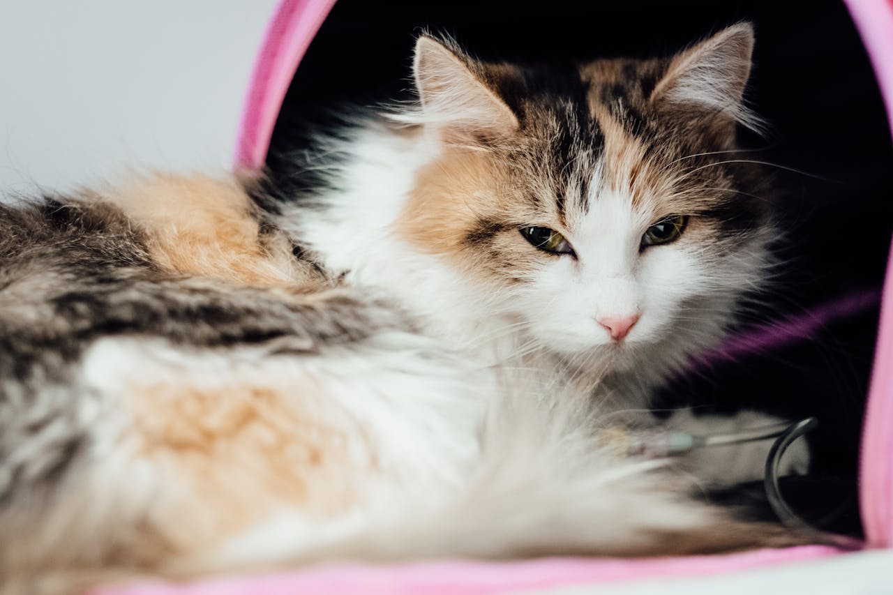 Sick Cat, White Black and Brown Cat Lying on Pink and White Textile // Healthier Pets Today