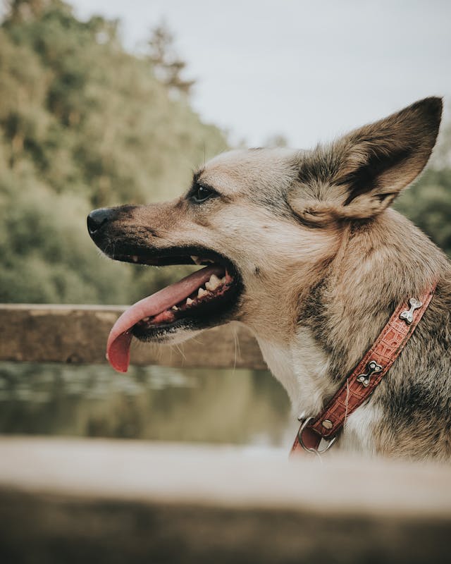 Side View Photo Of Dog // Healthier Pets Today