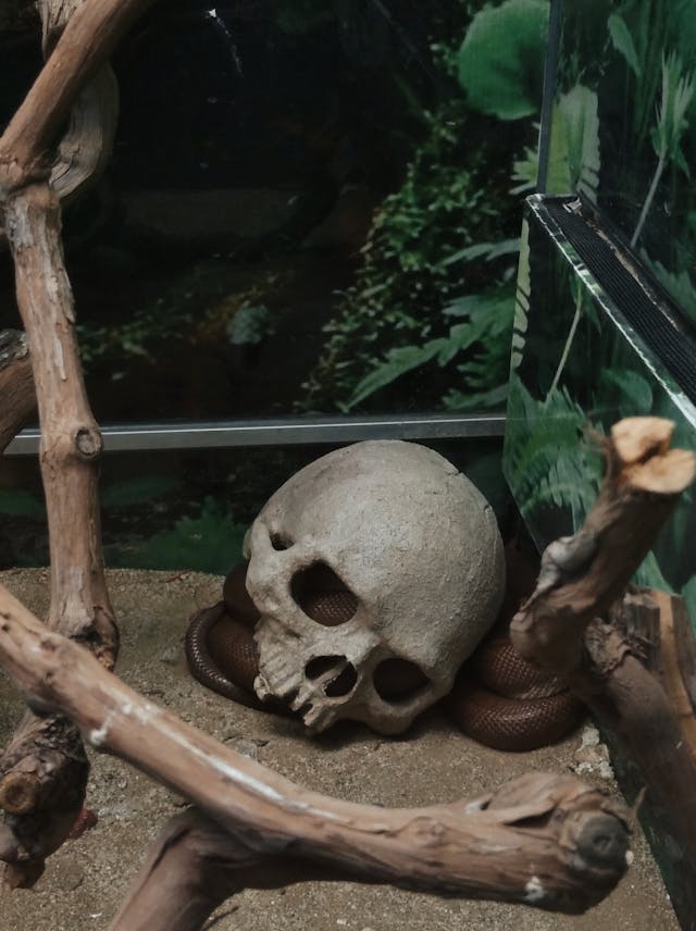 Skull in Snake Tank // Healthier Pets Today