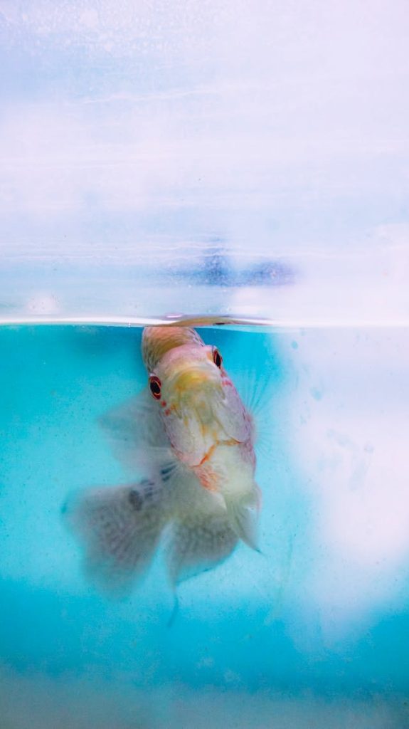 Small exotic fish swimming in water // Healthier Pets Today