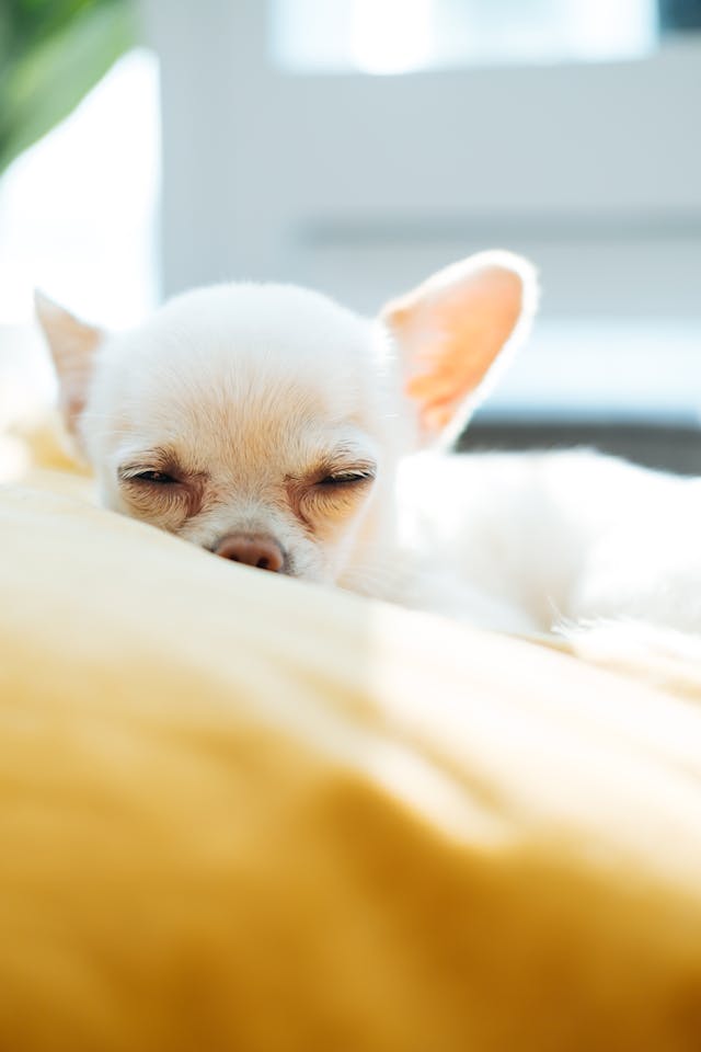 Dumbest dog breeds, White Chihuahua // Healthier Pets Today