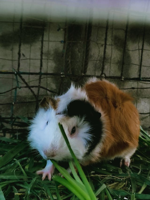 White and Brown Guinea Pig in Cage // Healthier Pets Today