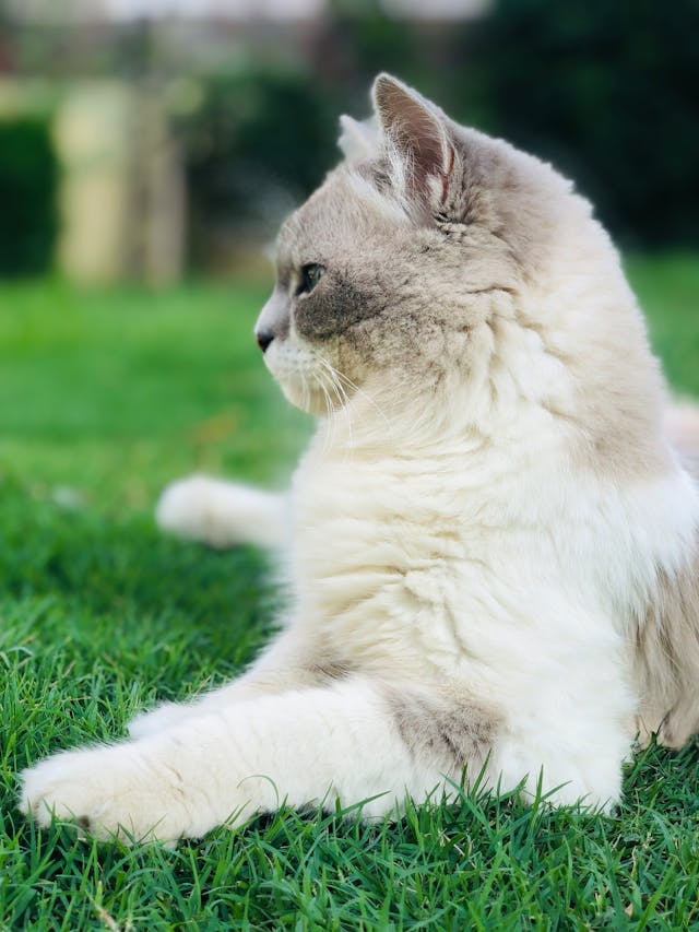 White and Gray Cat on Green Grass // Healthier Pets Today