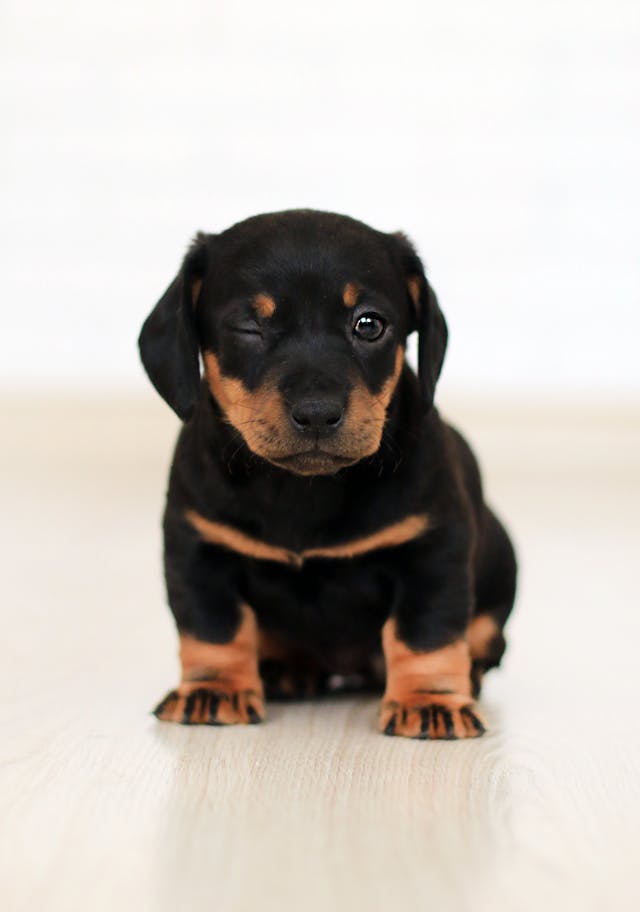Winking Black and Brown Puppy // Healthier Pets Today