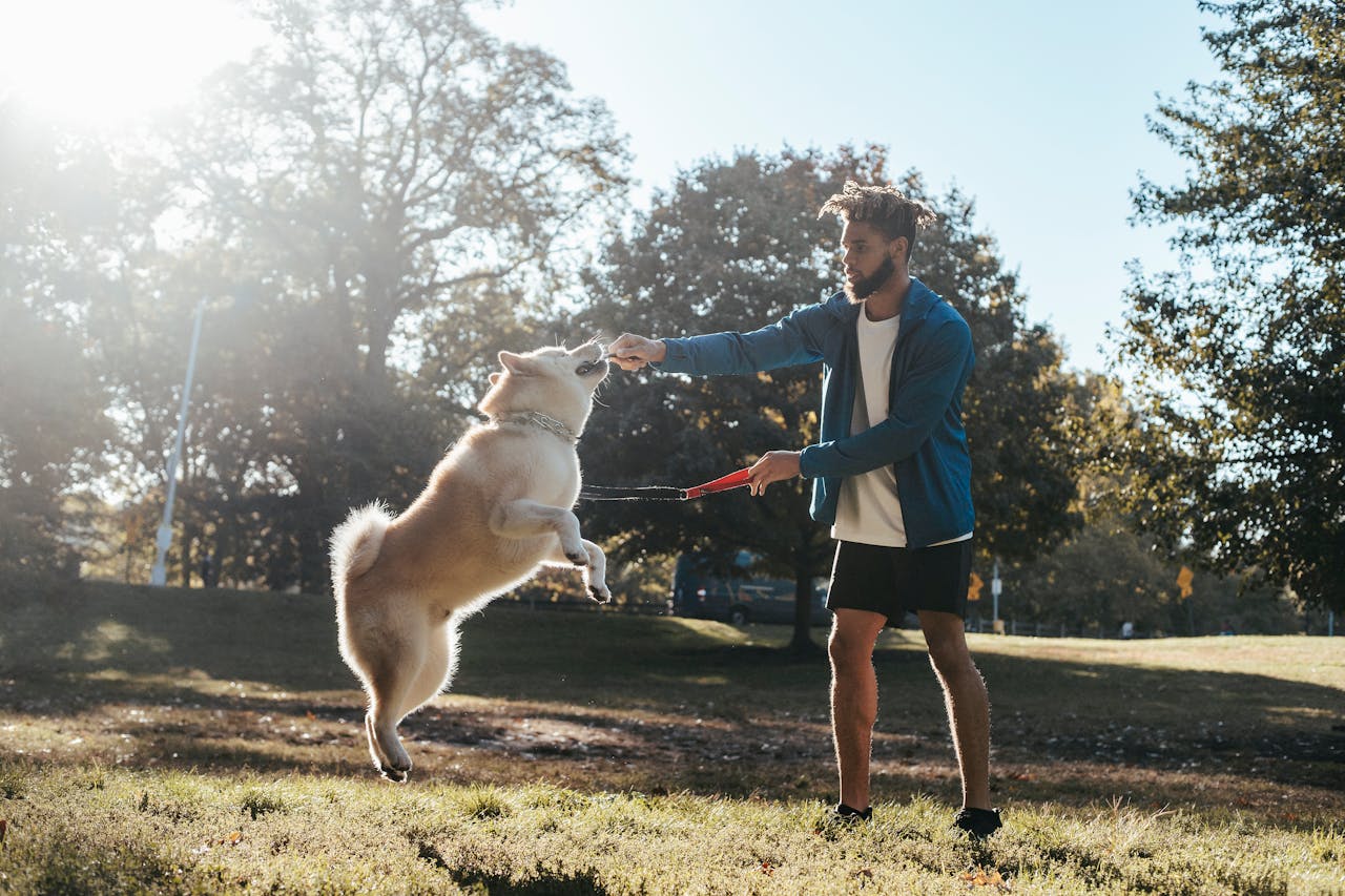 Outdoor Activities, Young black man playing with dog during training in park // Healthier Pets Today