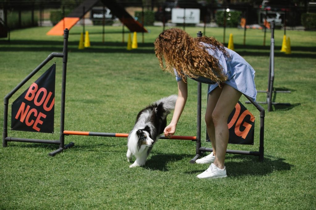Young curly haired woman training shetland sheepdog on sports field // Healthier Pets Today