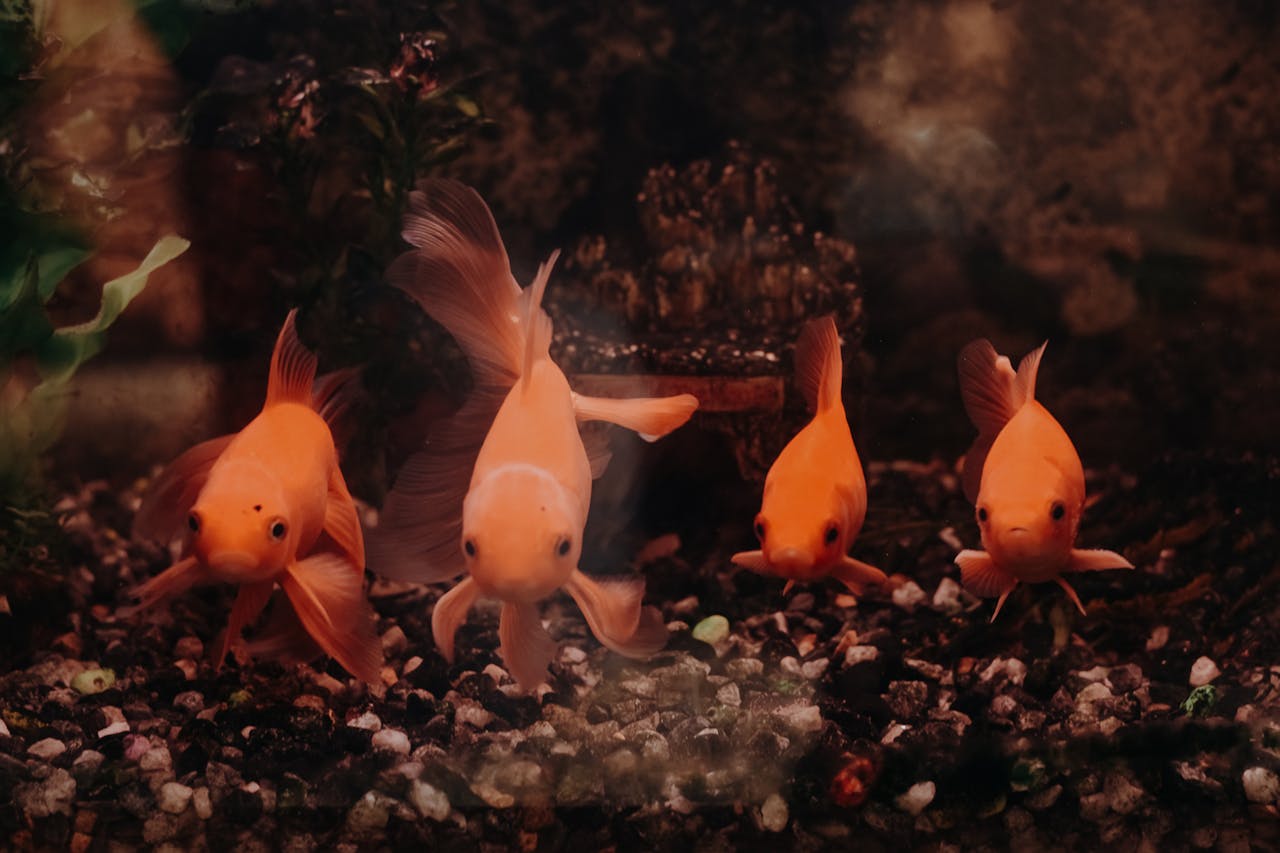 how to lower ph in fish tank, Orange Fishes in Fish Tank // Healthier Pets Today