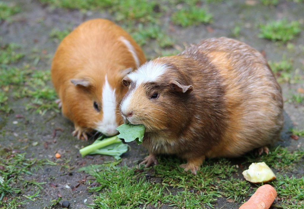 Can Guinea Pigs eat Asparagus, Brown Hamster Eating a Green Leaf // Healthier Pets Today