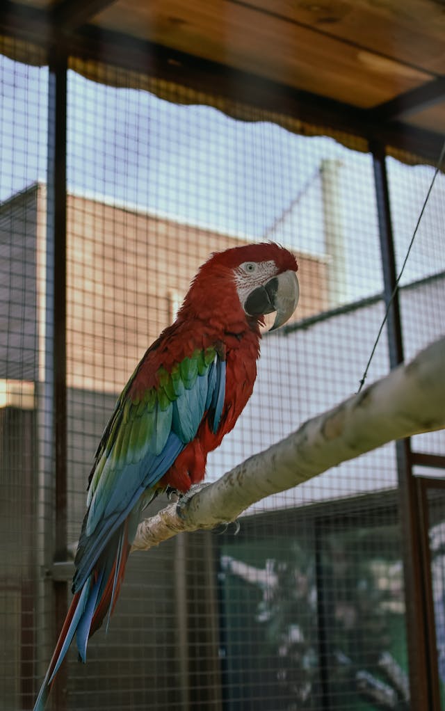 A Macaw in a Cage // Healthier Pets Today