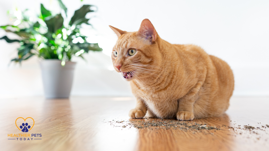 Cat eating catnip and meowing // Healthier Pets Today
