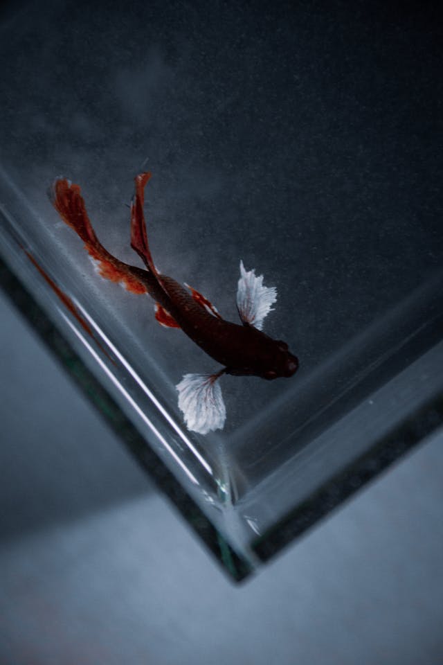 Betta Fish Inside an Aquarium // Healthier Pets Today