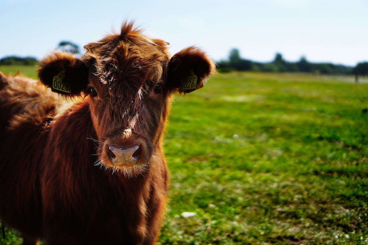 Animal Farm, Brown Cattle on Green Lawn Grass during Daytime // Healthier Pets Today