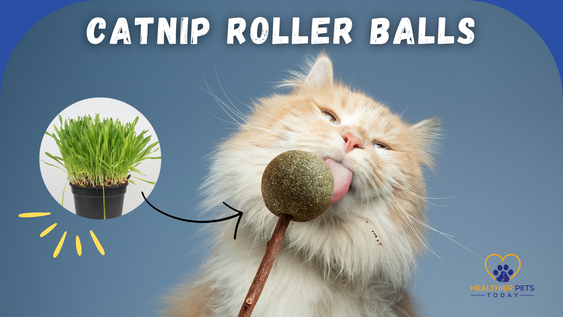 Fluffy cat licking a catnip roller ball toy, with an inset showing fresh catnip leaves // Healthier Pets Today