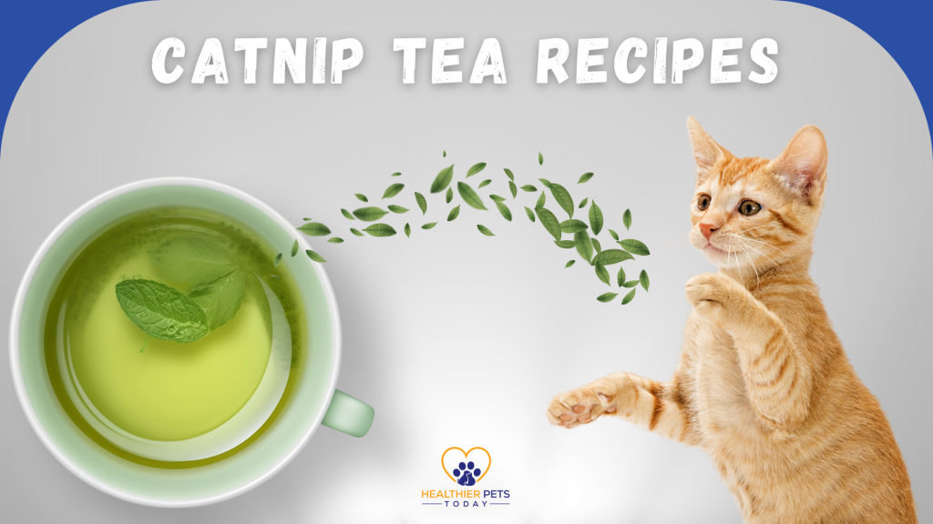 A playful orange cat reaching toward a green cup of catnip tea with floating leaves between them, under the title “Catnip Tea Recipes” // Healthier Pets Today