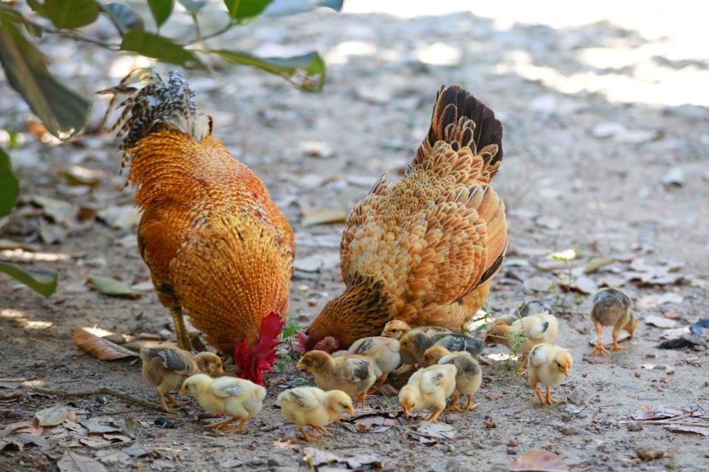 Chicks and Roosters // Healthier Pets Today