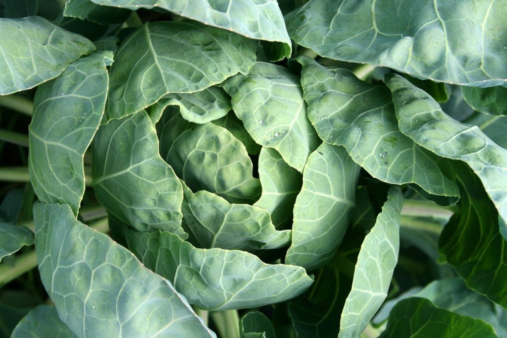Close-Up Shot of Fresh Green Cabbage // Healthier Pets Today