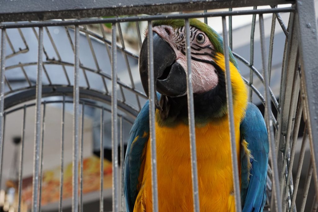 Close-Up Shot of a Macaw in a Cage // Healthier Pets Today
