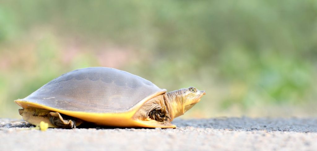 Close up of Turtle // Healthier Pets Today