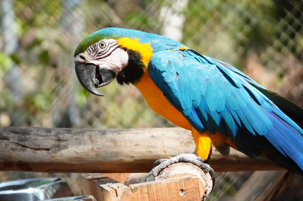 Close-up of a Macaw at the Zoo // Healthier Pets Today