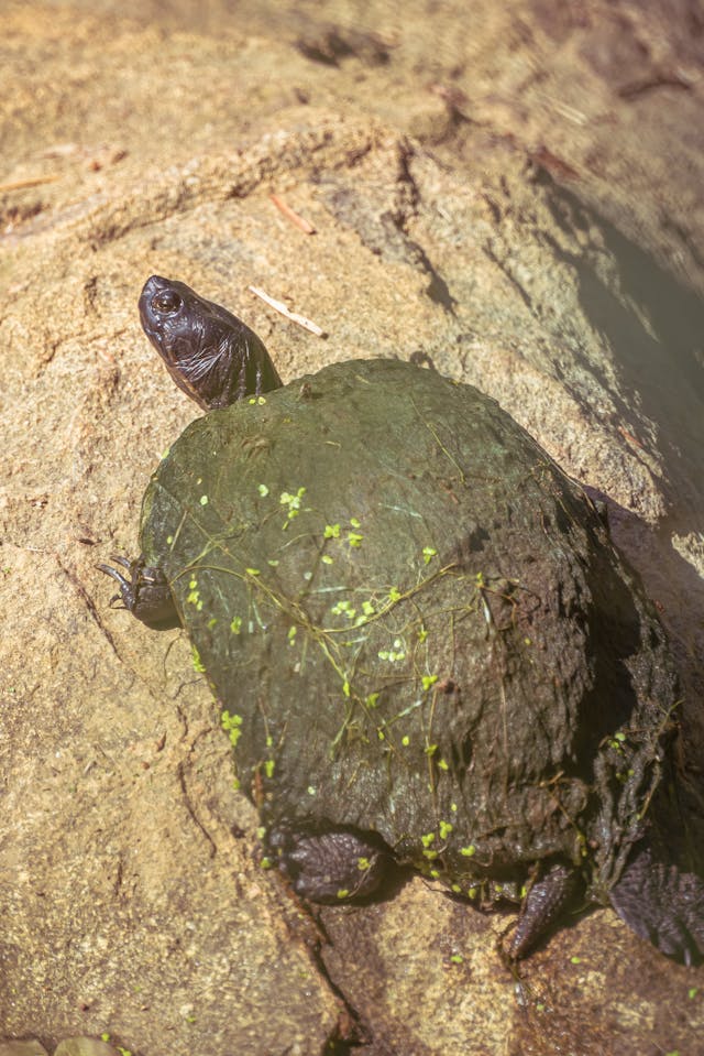 Close-up of a Tortoise // Healthier Pets Today
