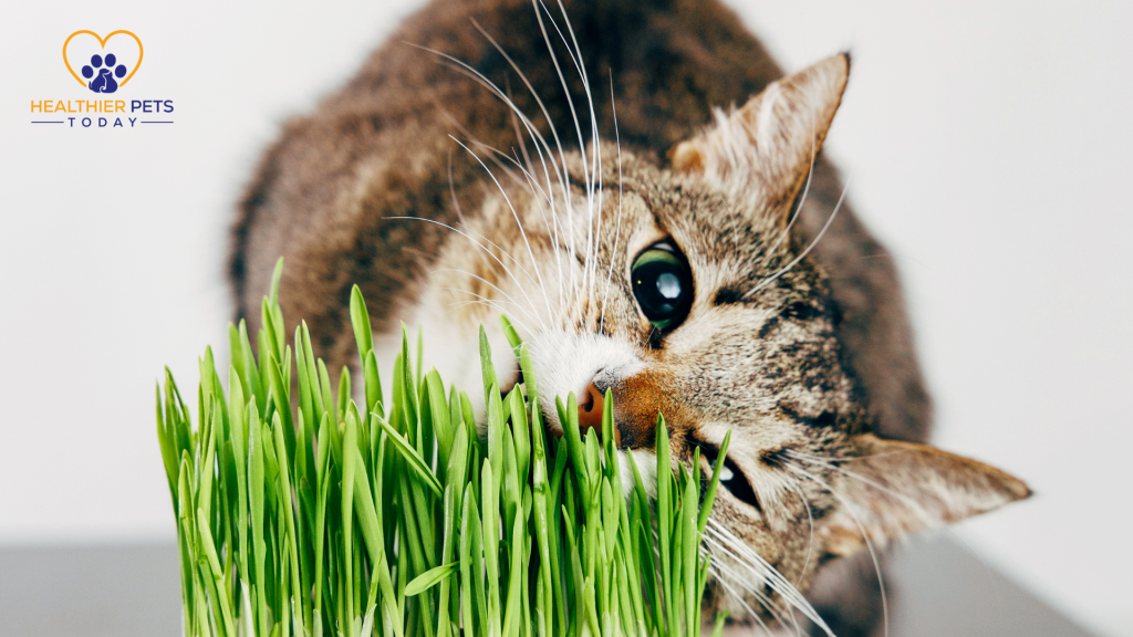 Cat rubbing on a catnip plant // Healthier Pets Today