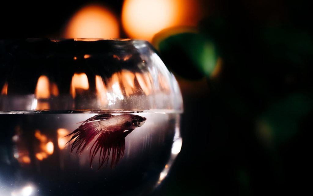 Fish on a Fish Tank // Healthier Pets Today