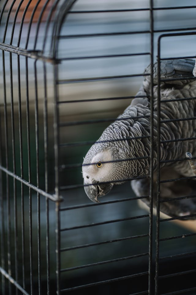 Grey Parrot in Cage // Healthier Pets Today