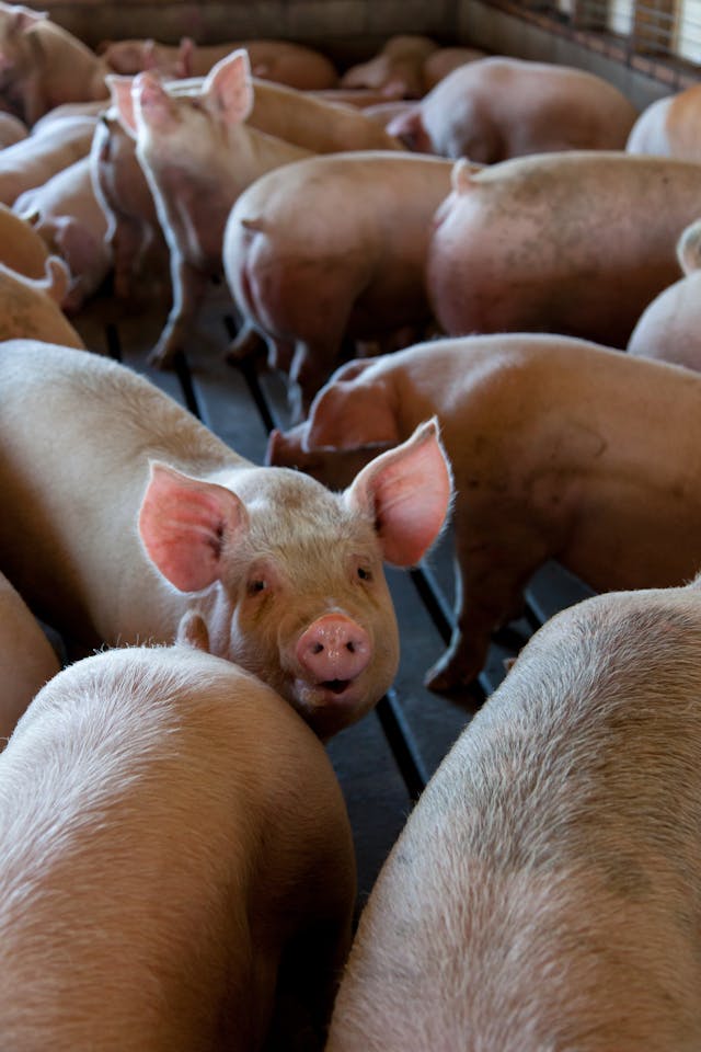 Group of Pink Pigs on Cage // Healthier Pets Today