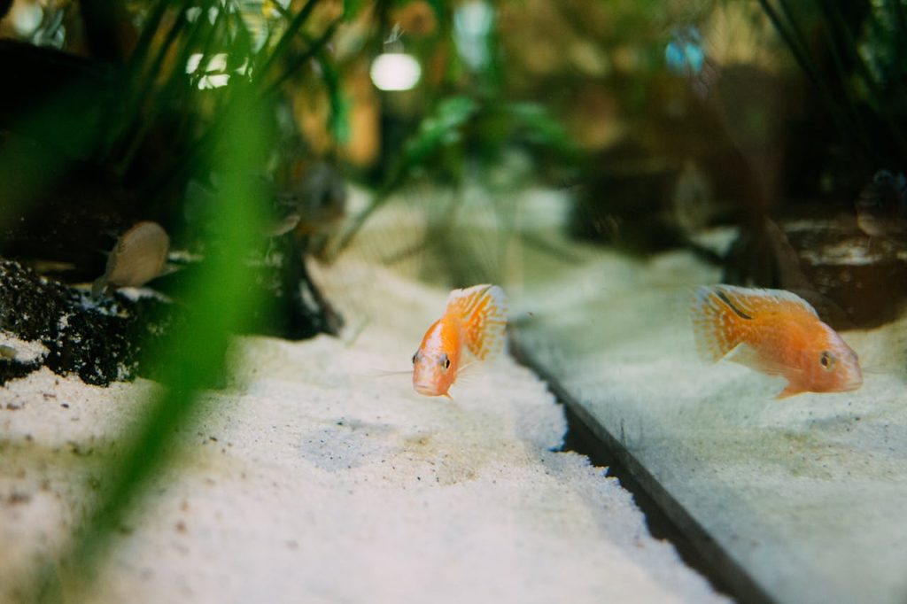 Community Fish, Orange Fish in an Aquarium // Healthier Pets Today