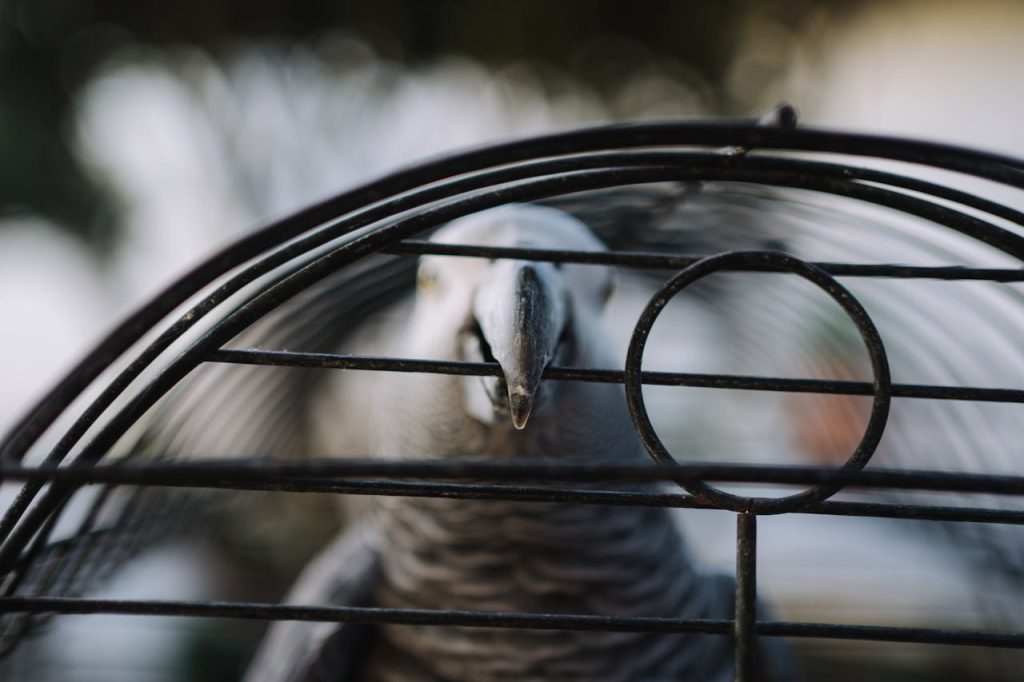 Cage For Parrot, Parrot in Cage // Healthier Pets Today