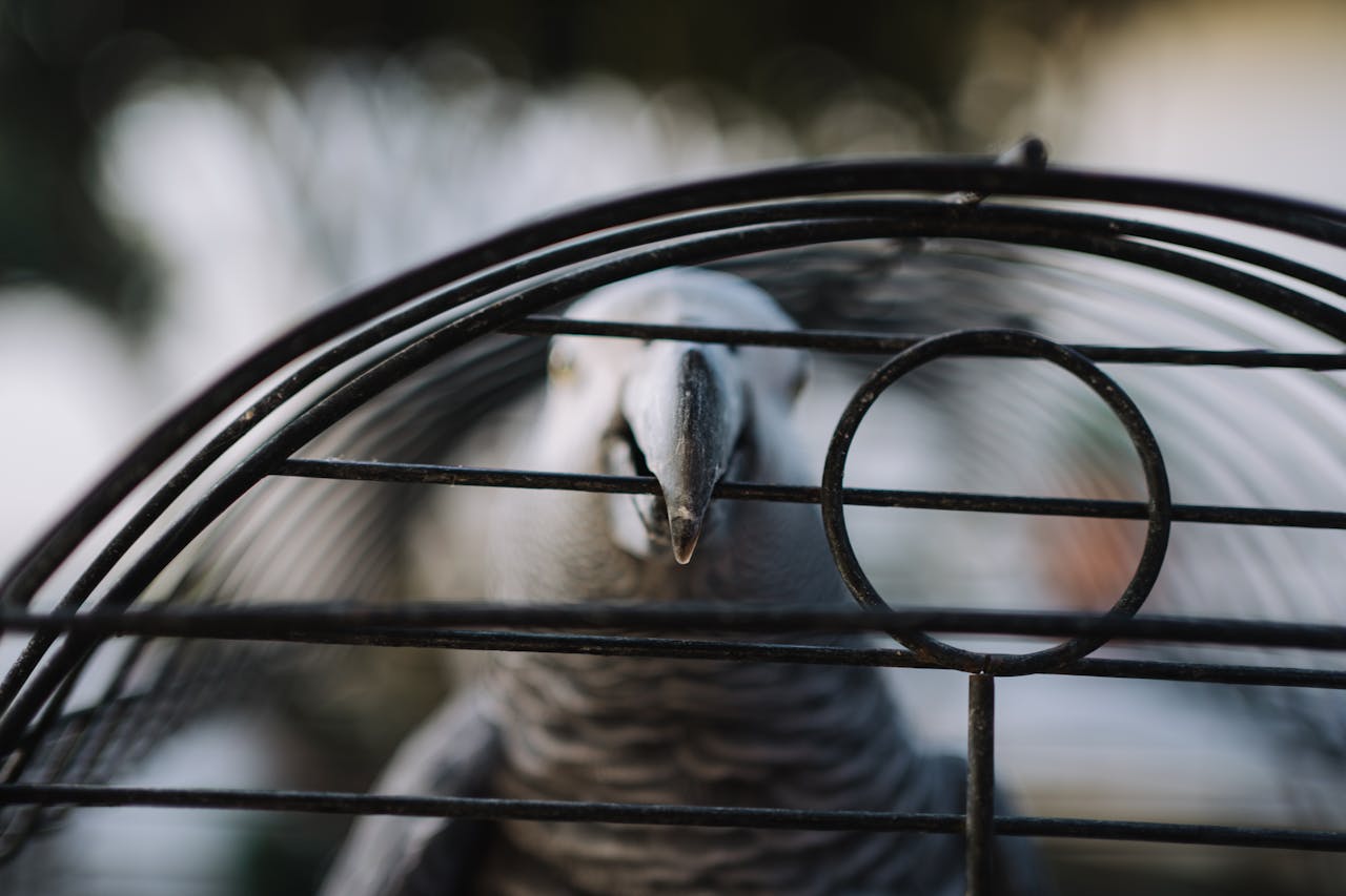 Cage For Parrot, Parrot in Cage // Healthier Pets Today
