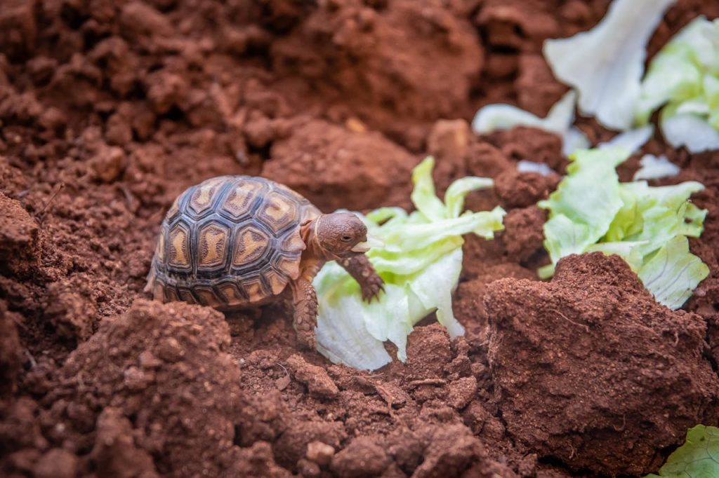 Photo Of Small Turtle On Soil // Healthier Pets Today
