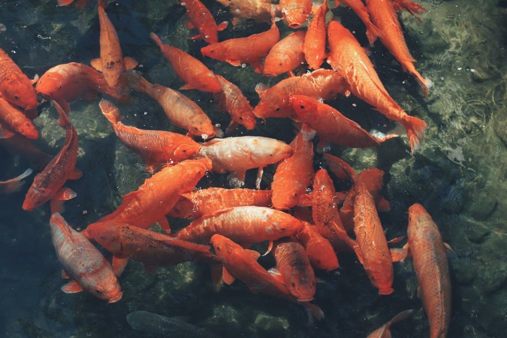 School of Orange Fish in Water // Healthier Pets Today