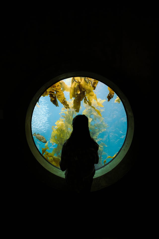 Silhouette of a Person Looking at a Fish Tank // Healthier Pets Today