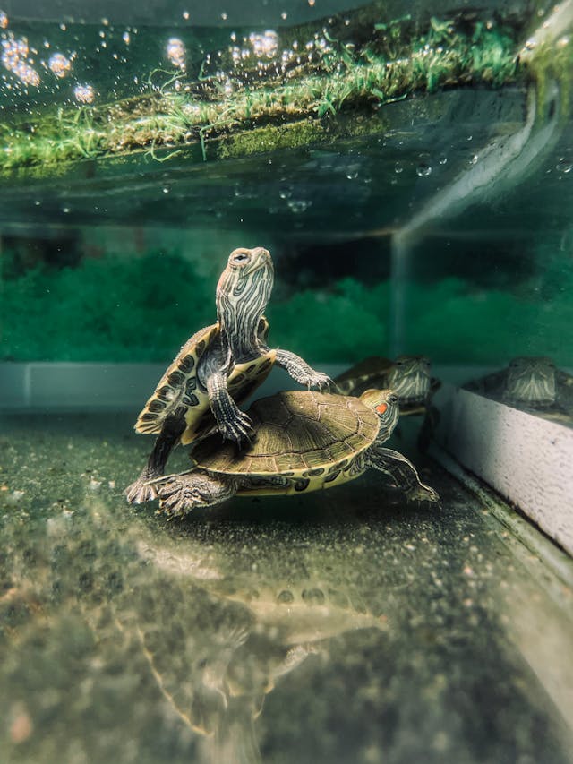 Turtles in Water in Zoo // Healthier Pets Today
