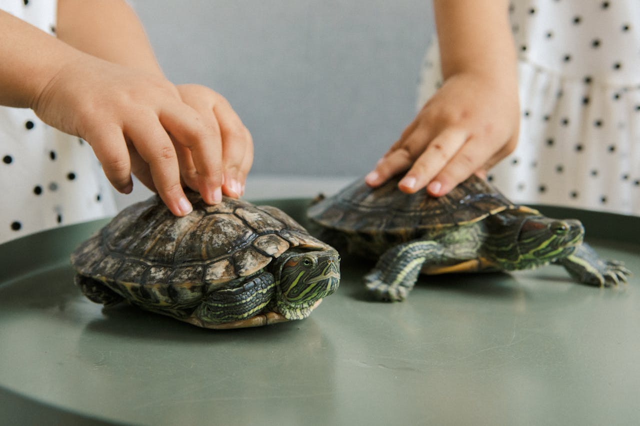 Types of Tortoises, Unrecognizable Girls Touching Turtles Walking on Table // Healthier Pets Today