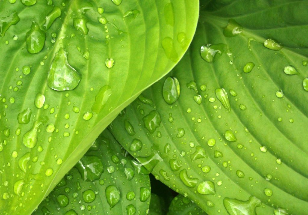 Water Dews on Green Leaves // Healthier Pets Today