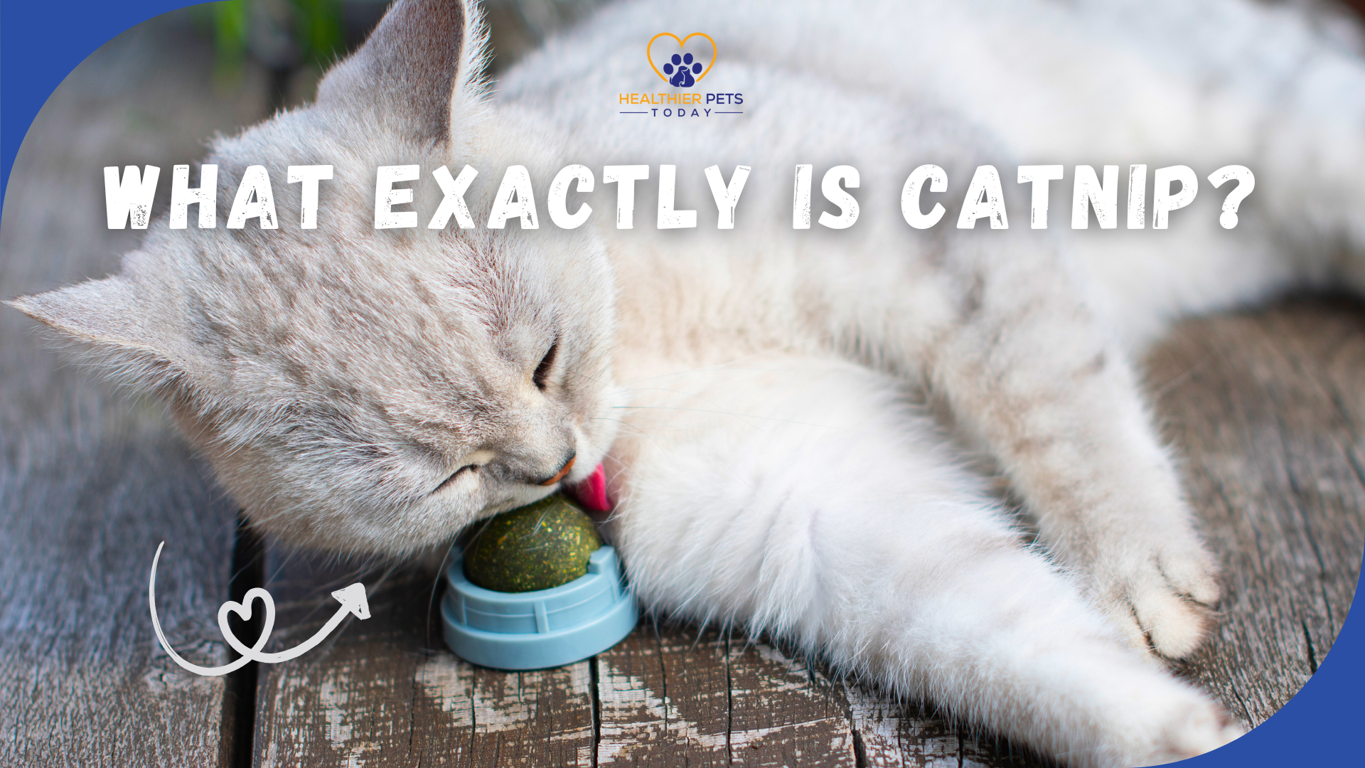 What does catnip do visual representation // Healthier Pets Today