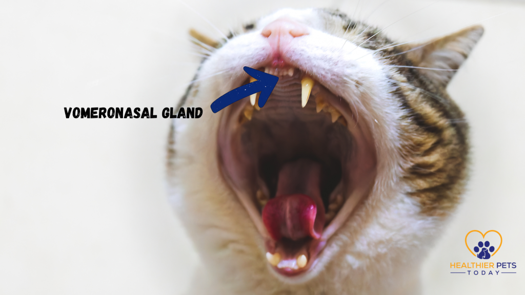 Arrow pointing to the vomeronasal gland in a cat's mouth // Healthier Pets Today