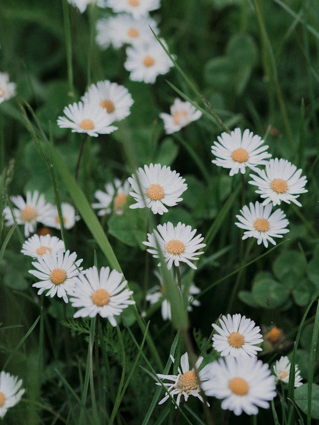 White Daisy Flowers in Bloom // Healthier Pets Today