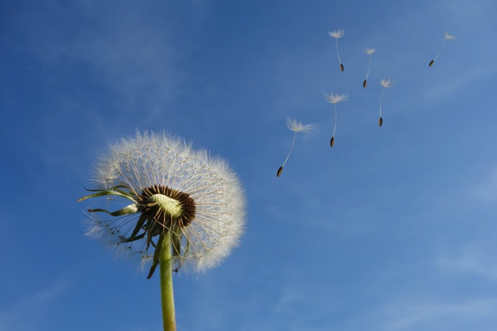 What Do Tortoises Eat, White Dandelion Under Blue Sky and White Cloud // Healthier Pets Today