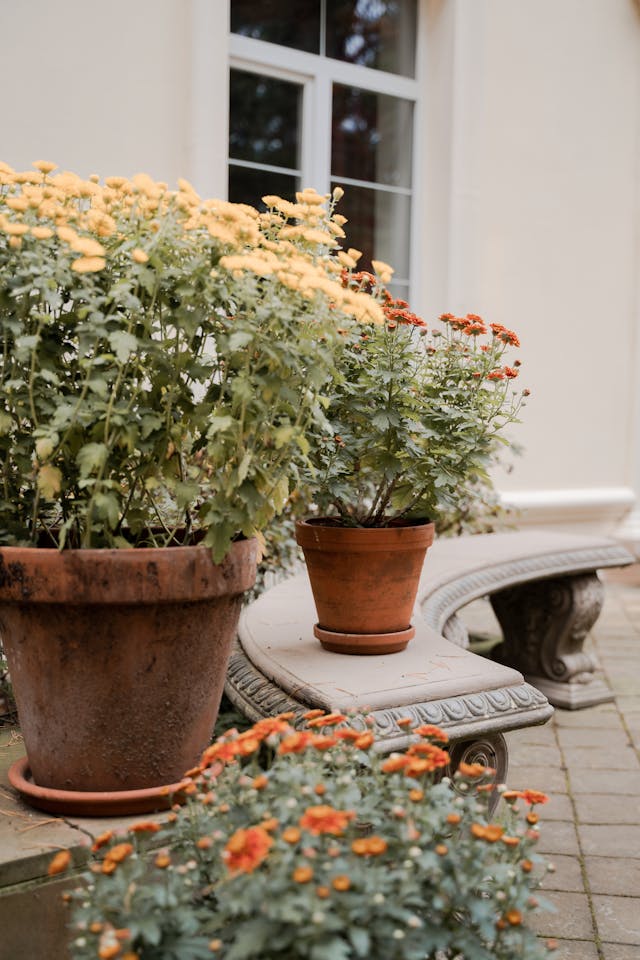 White and Yellow Flowers in Brown Clay Pots // Healthier Pets Today