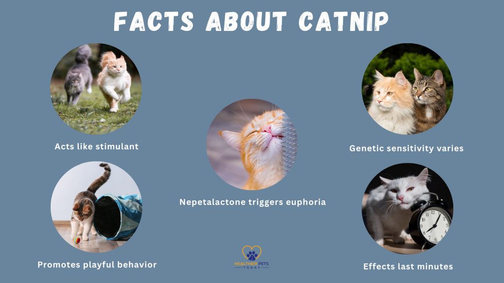 Infographic showing five facts about catnip with photos of cats: stimulant effect, promotes playfulness, triggers euphoria, genetic sensitivity, and short-lasting effects // Healthier Pets Today