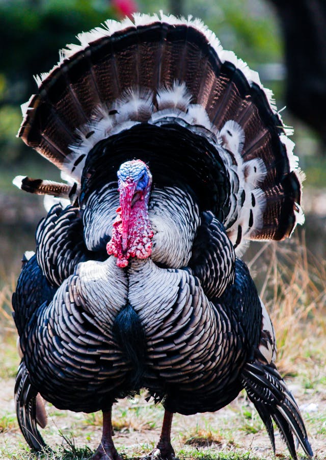 Wild Turkey // Healthier Pets Today