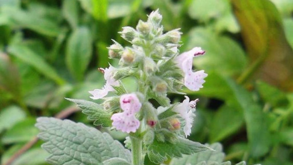 Catnip for Dogs, catnip plant // Healthier Pets Today