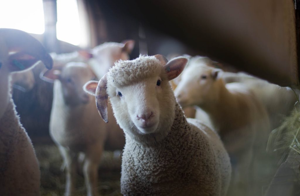 sheep // Healthier Pets Today