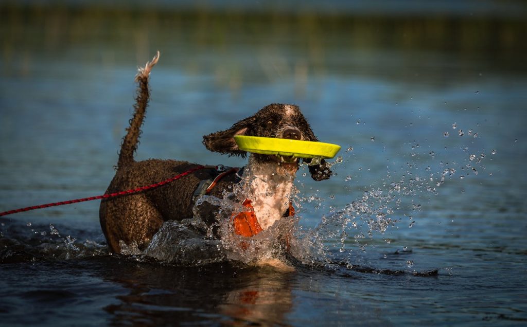 A Dog Playing Fetch on Water // Healthier Pets Today