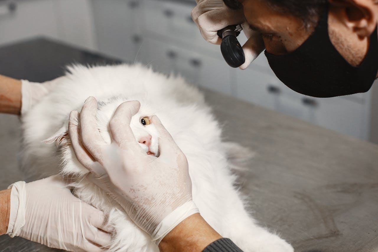 Cat Diabetes Treatment, A Person Examining Cat's Eye // Healthier Pets Today