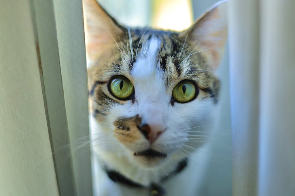 Cat Diabetes Symptoms, A White and Gray Tabby Cat in Close-up Photography // Healthier Pets Today
