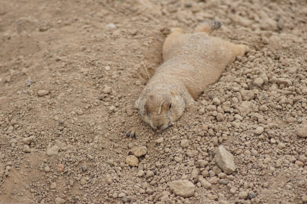 Brown Gopher Lying On Brown Soil // Healthier Pets Today